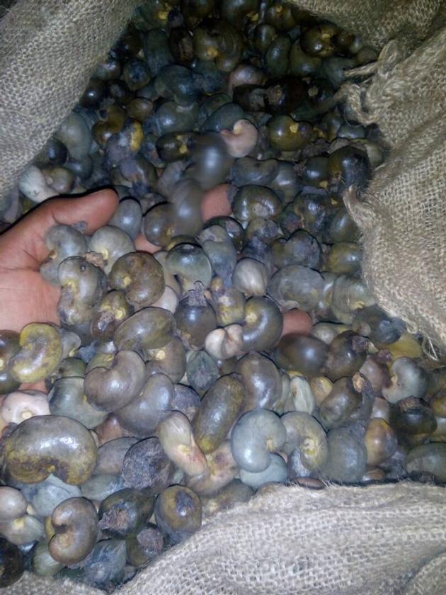 Raw Cashew Nuts