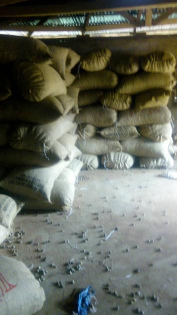 Raw Cashew Nuts