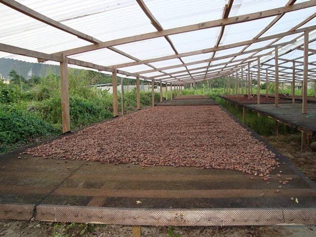 Cocoa Beans