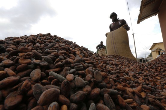 Cocoa Beans