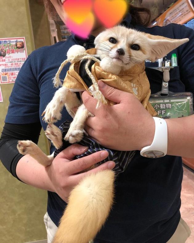 fennec foxes