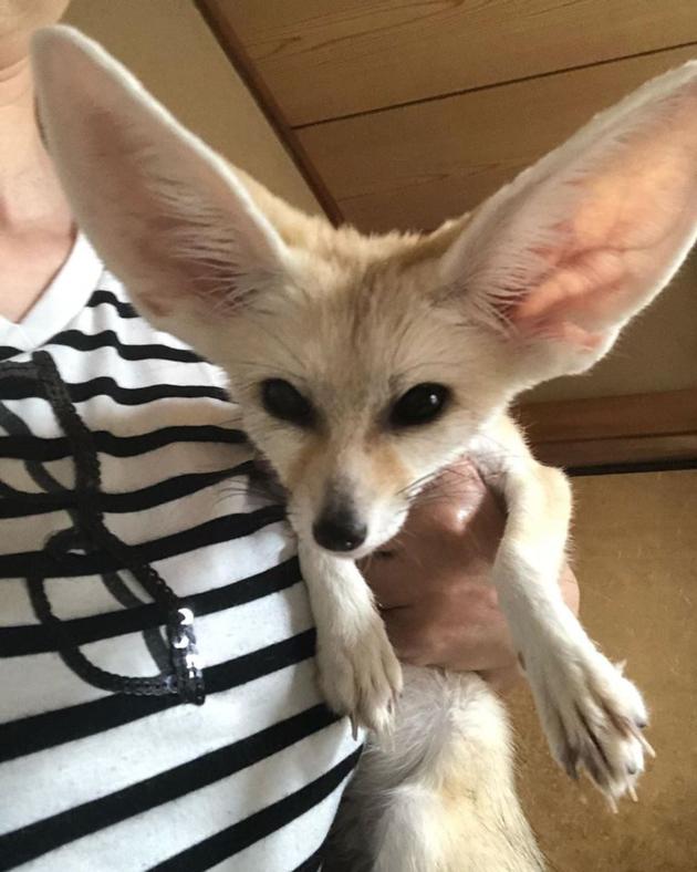 Fennec Foxes