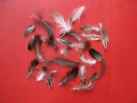 Washed grey duck feather 