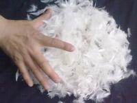 duck feather