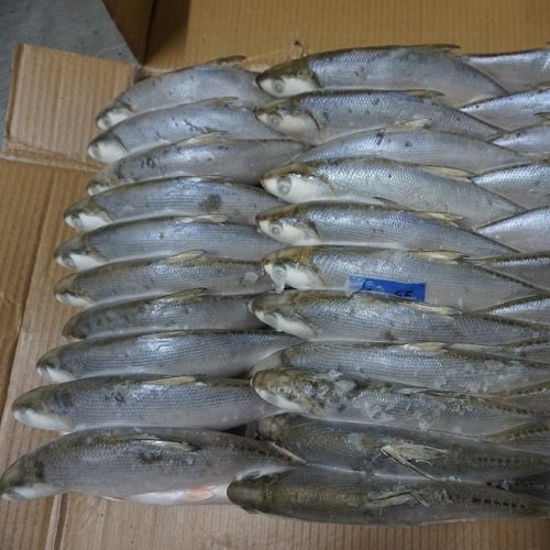 Frozen Milkfish For Bait