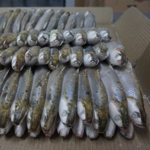 Frozen Milkfish For Bait
