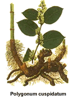 Resveratrol
