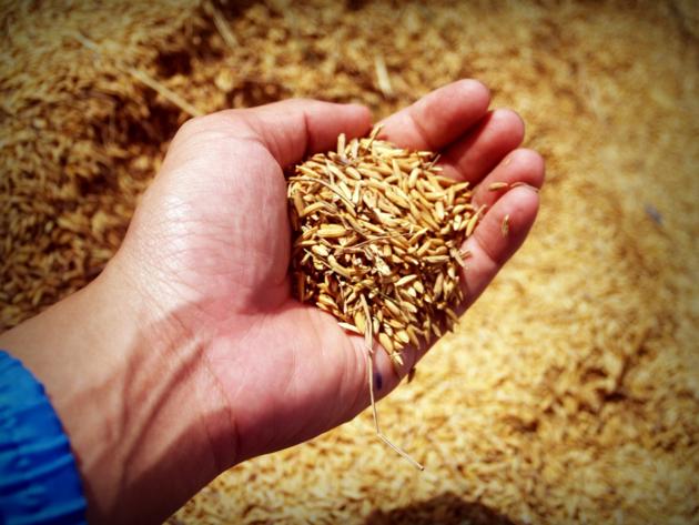 High Quality Wheat Grain Various Types