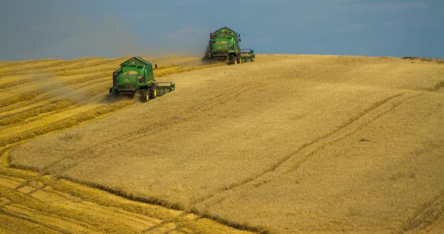 High Quality Wheat Grain ( Various types; Hard Red Winter, Durum, Soft White etc)