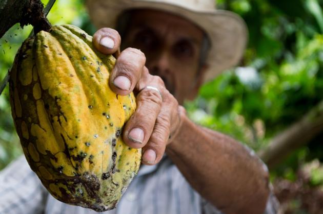 Cocoa Beans and Cocoa Powder for Sale (Cacao)