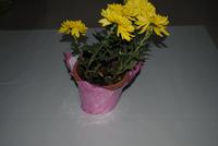 Decorative Flower Pot Coat for Green Plant and Flowers