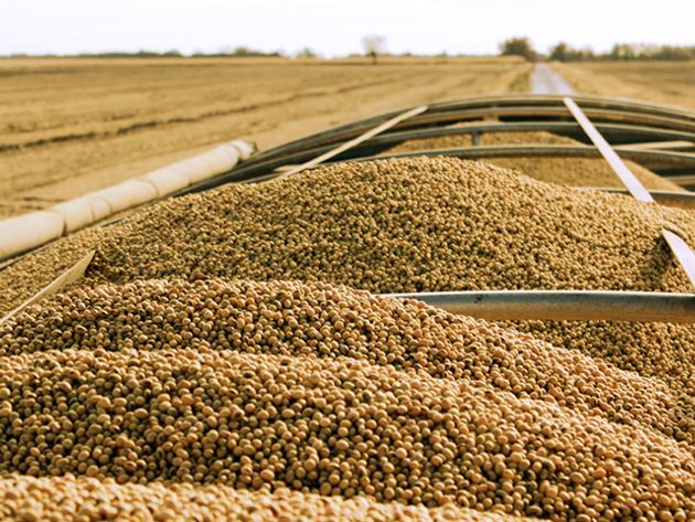 Premium Soybean Several Varieties For Human