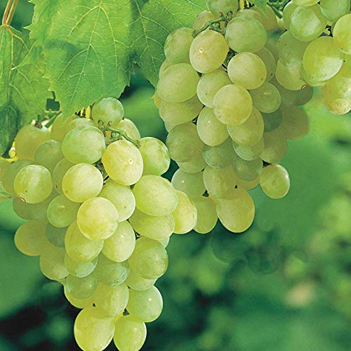 Thompson seedless Grapes