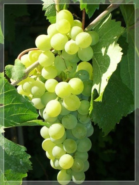 Thompson Seedless Grapes