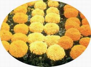 Dried Marigold Flower meal (pellet)