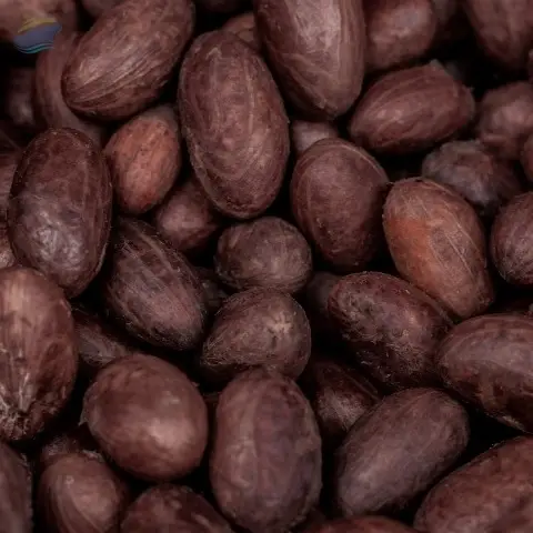 Cocoa Bean Seed Theobroma Cacao