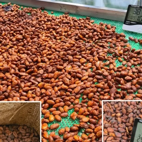 Cocoa Bean Seed Theobroma Cacao