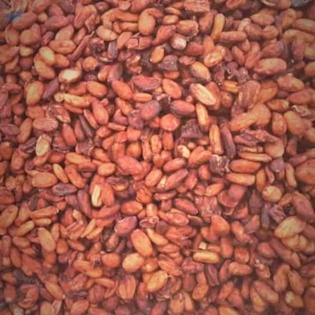 Cocoa Bean Seed Theobroma Cacao