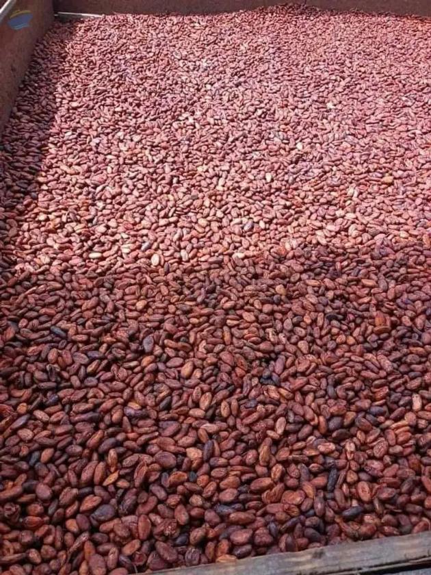 Cocoa Bean Seed Theobroma Cacao