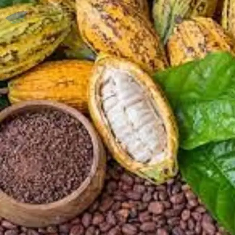 Cocoa Bean Seed Theobroma Cacao