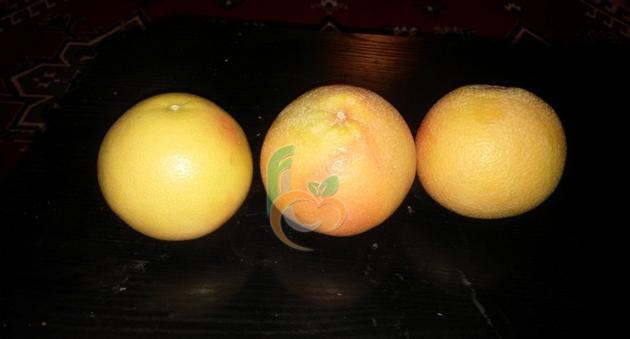 Grapefruit