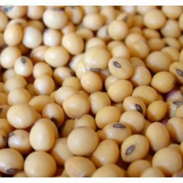 Organic GMO Soybean