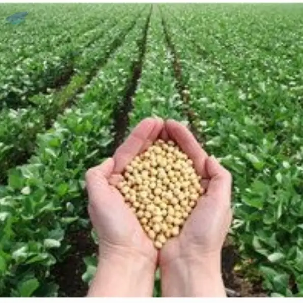 Organic GMO Soybean