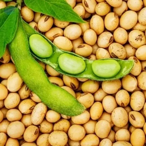 Organic GMO Soybean