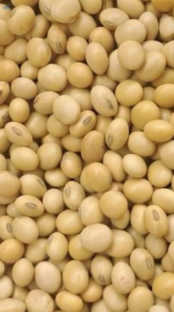 Organic GMO Soybean