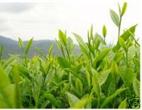 Black Tea, Green Tea, Flower Tea