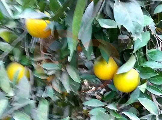 baladi orange