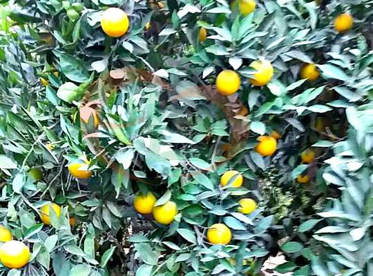 Baladi Orange