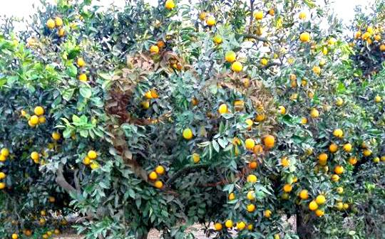 Baladi Orange