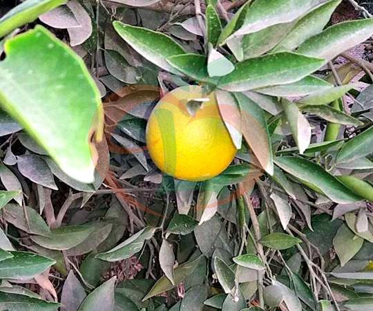 Baladi Orange
