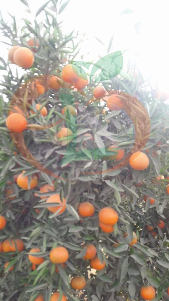 Mandarin Fremont