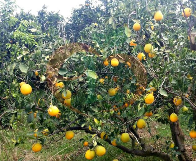 Mandarin Fremont