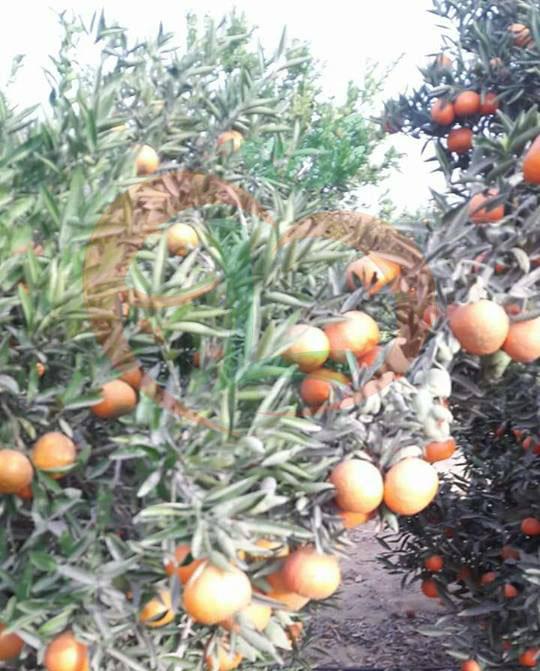 Mandarin Fremont