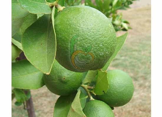 Adalia Lemon