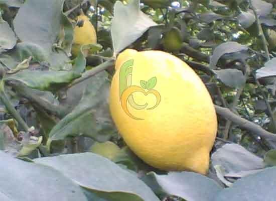 Adalia Lemon