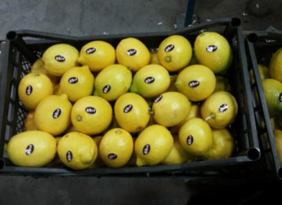 Adalia Lemon