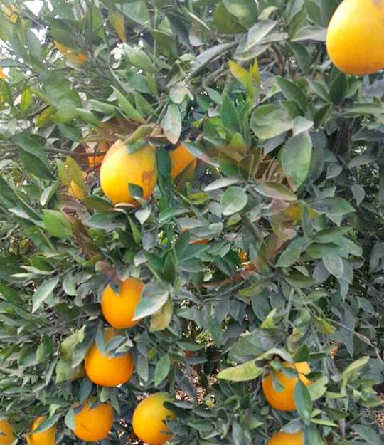 Navel orange