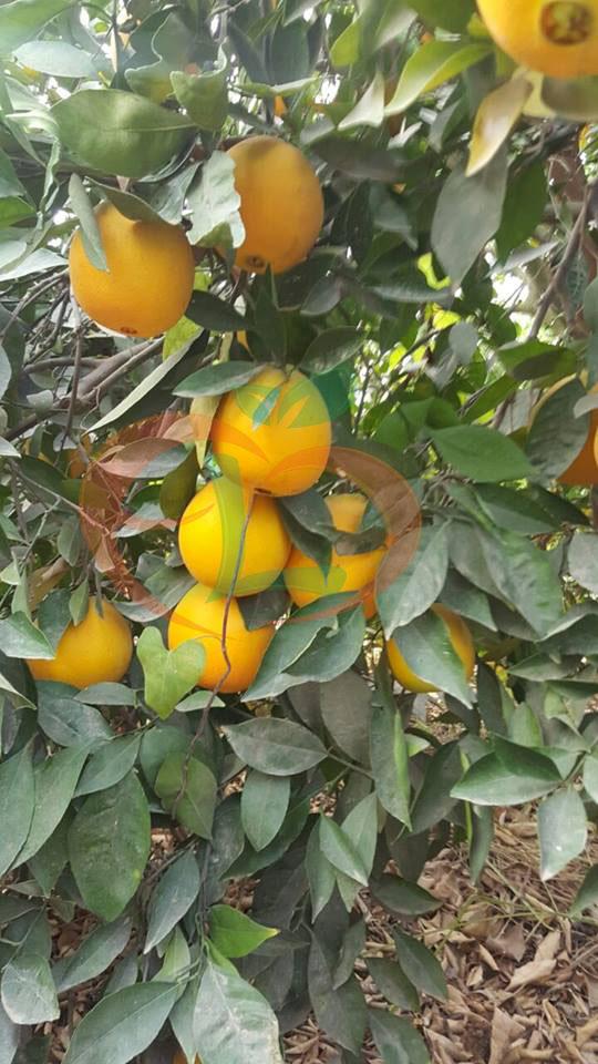 Navel Orange