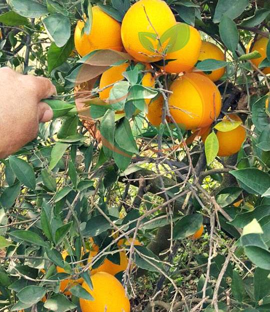 Navel Orange
