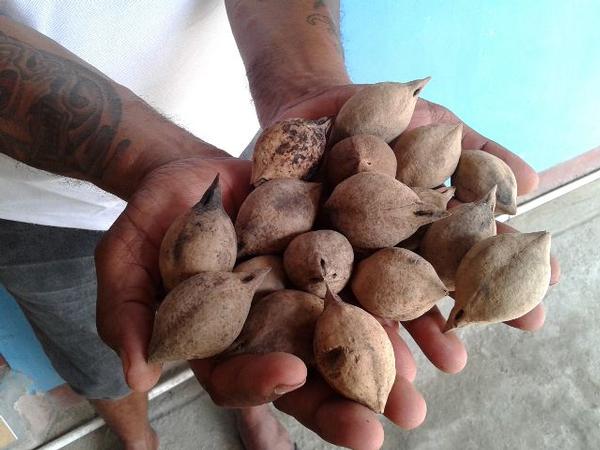 Oliva Nut