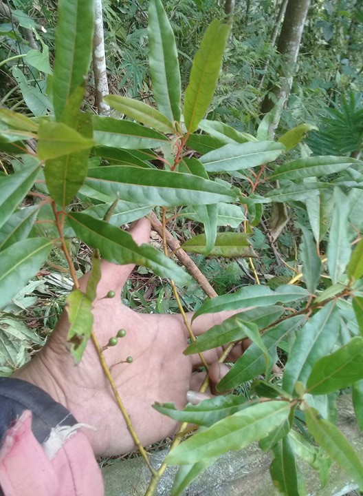 LITSEA CUBEBA