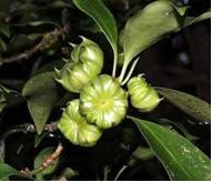 Shikimic Acid