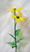 glass flowers