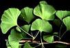 Ginkgo Biloba Extracts