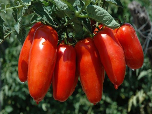 Whole Peeled Tomatoes In Tomato Juice