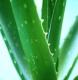 Aloe Vera Whole Leaf Dried Powder